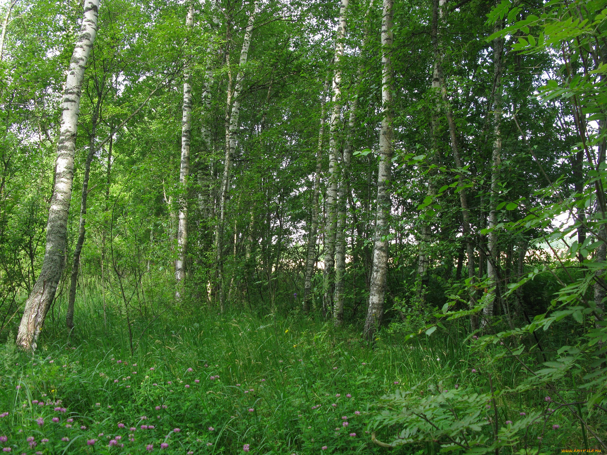 Русский лес картинки